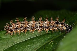 Araschnia levana - Landkärtchen, Raupe