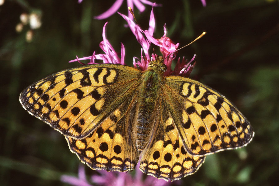 Argynnis aglaja - Großer Perlmuttfalter, Falter Oberseite