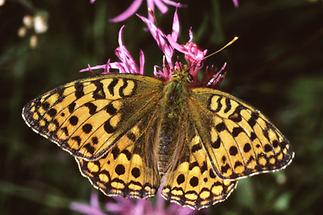 Argynnis aglaja - Großer Perlmuttfalter, Falter Oberseite