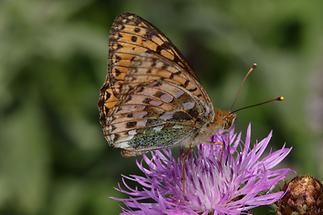 Argynnis aglaia - Großer Perlmuttfalter, Falter Unterseite