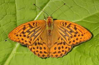 Argynnis paphia - Kaisermantel, Männchen Oberseite