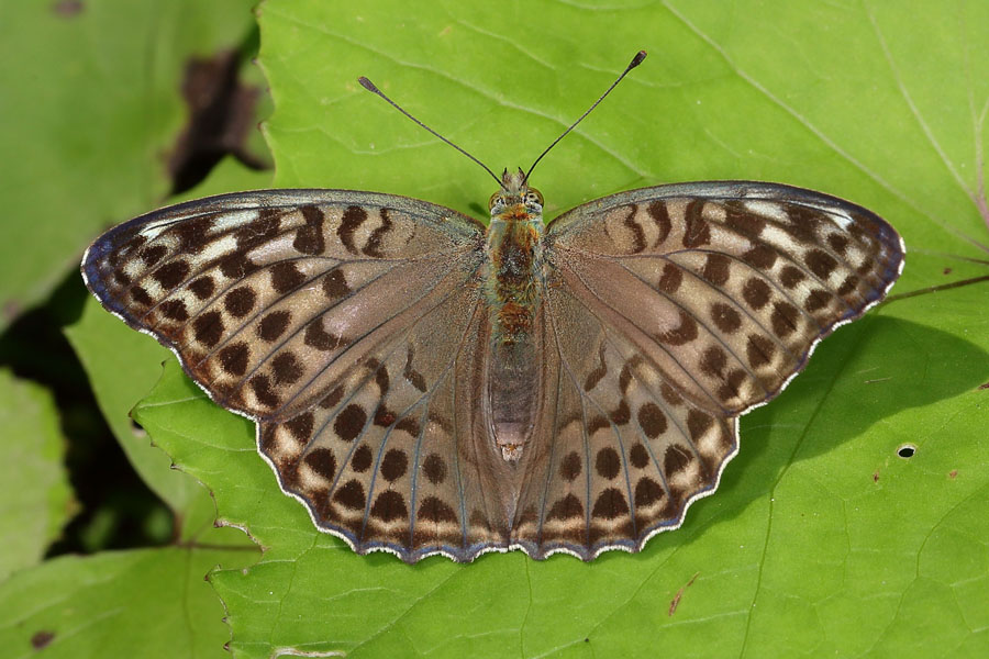 Argynnis paphia f. valesina - Kaisermantel, Weibchen Oberseite