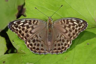 Argynnis paphia f. valesina - Kaisermantel, Weibchen Oberseite (1)