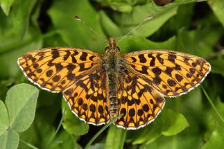 Boloria dia - Magerrasen-Perlmuttfalter, Falter Oberseite