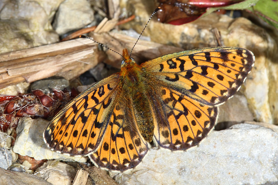 Boloria euphrosyne - Silberfleck-Perlmuttfalter, Falter Oberseite