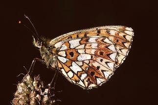 Boloria selene - Braunfleckiger Perlmuttfalter, Falter Unterseite