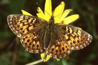 Boloria titania - Natterwurz-Perlmuttfalter, Falter Oberseite