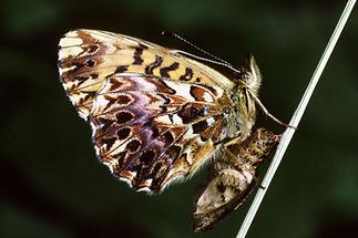 Boloria titania - Natterwurz-Perlmuttfalter, Falter auf Puppe