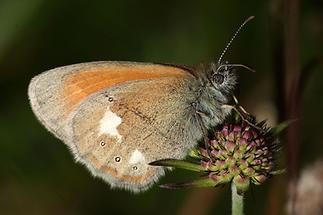 Coenonympha glycerion - Rotbraunes Wiesenvögelchen, Falter