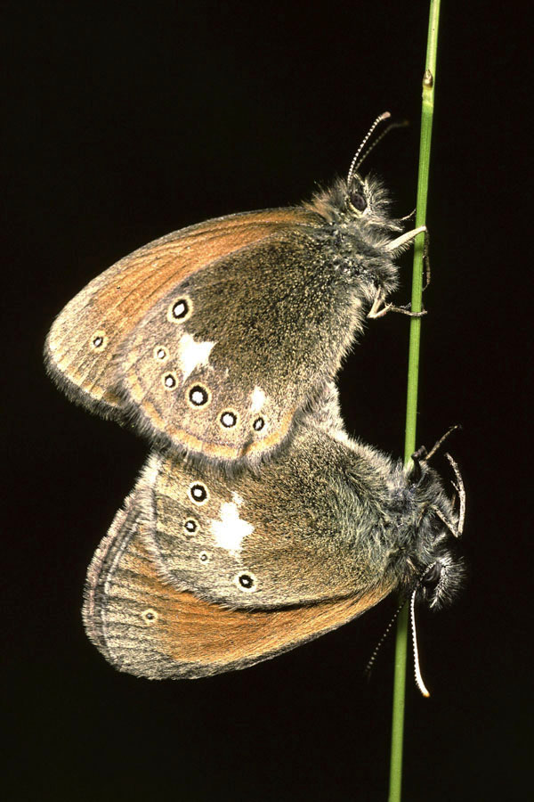 Coenonympha glycerion - Rotbraunes Wiesenvögelchen, Paar