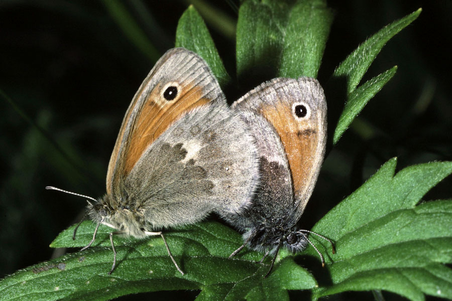 Coenonympha pamphilus - Kleines Wiesenvögelchen, Paar