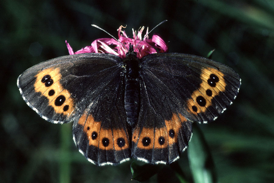 Erebia ligea - Weißbindiger Mohrenfalter, Falter Oberseite 11.08