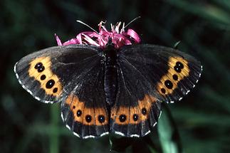 Erebia ligea - Weißbindiger Mohrenfalter, Falter Oberseite 11.08