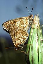 Euphydryas aurinia - Goldener Scheckenfalter, Paar Unterseite