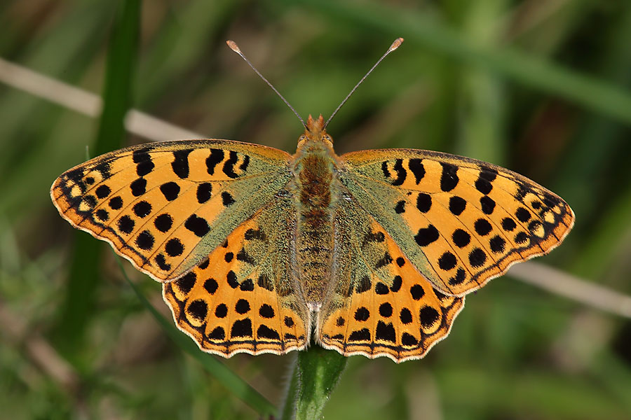 Issoria lathonia - Kleiner Perlmuttfalter, Falter Oberseite