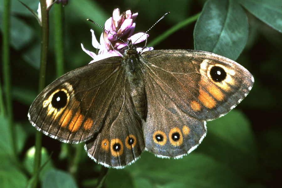 Lasiommata maera - Braunauge, Falter