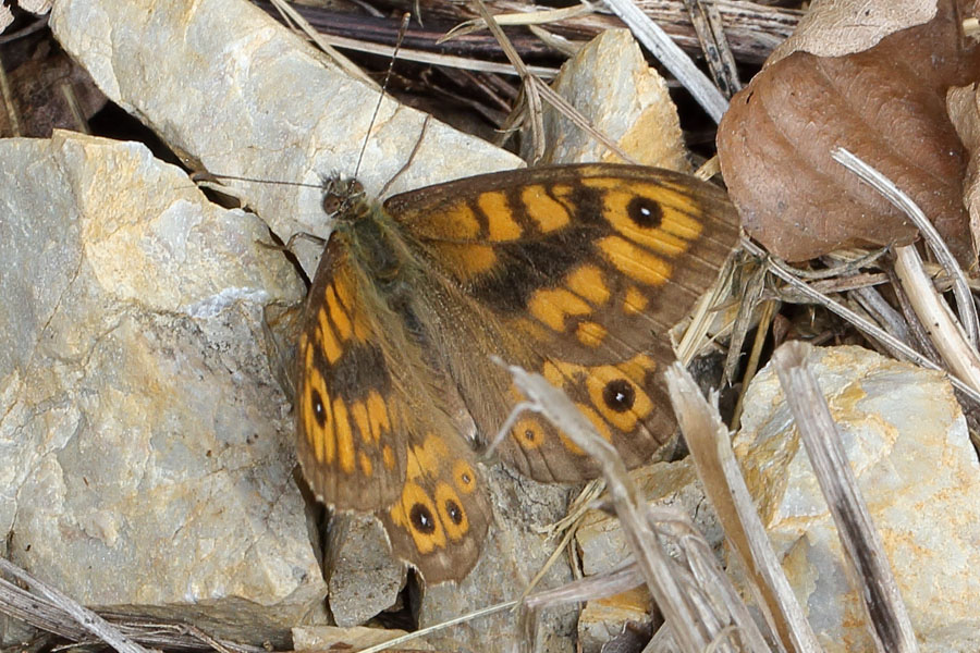 Lasiommata megera - Mauerfuchs, Männchen