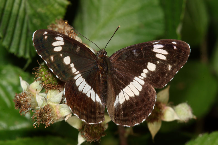 Limenitis camilla - Kleiner Eisvogel, Falter Oberseite