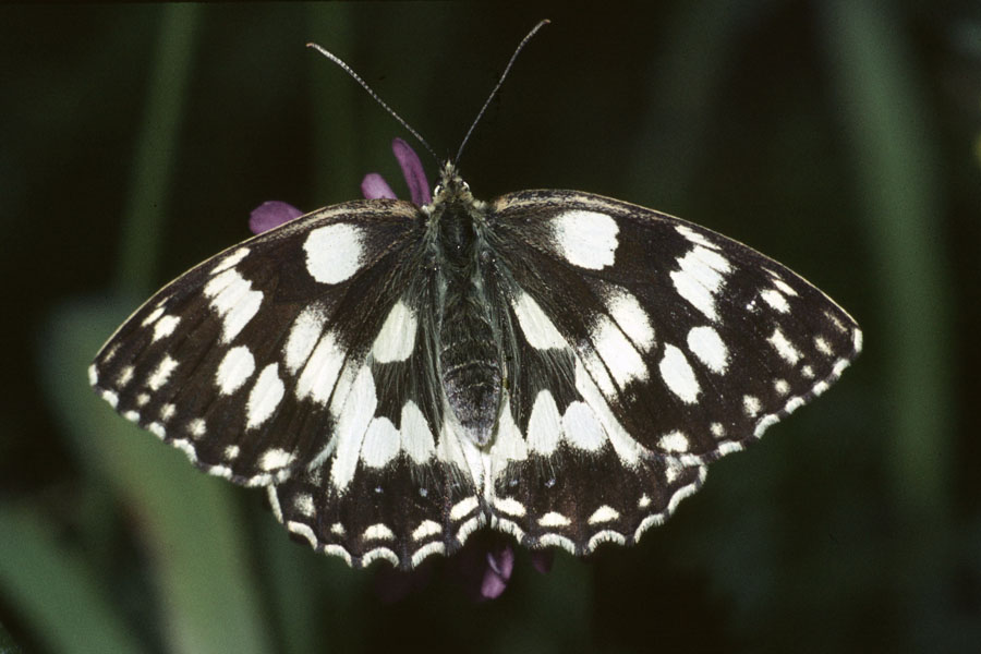 Melanargia galathea - Schachbrett, Falter Oberseite