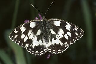 Melanargia galathea - Schachbrett, Falter Oberseite