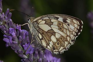 Melanargia galathea - Schachbrett, Falter Unterseite