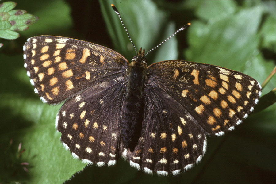 Melitaea diamina - Baldrian-Scheckenfalter, Falter Oberseite