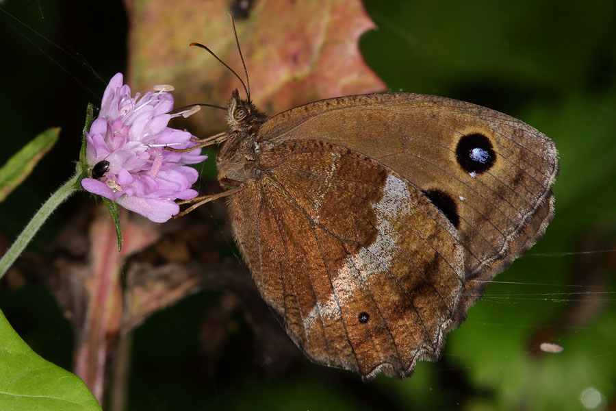 Minois dryas - Blauäugiger Waldportier, Falter Unterseite