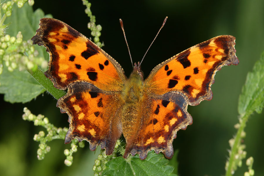 Polygonia c-album - C-Falter, Falter Oberseite