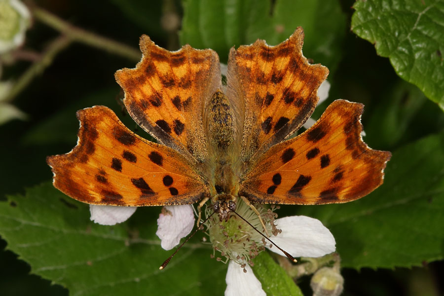 Polygonia c-album - C-Falter, Falter Oberseite