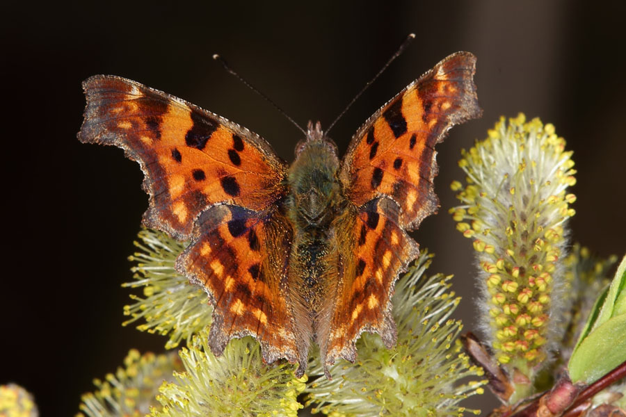 Polygonia c-album - C-Falter, Falter Oberseite