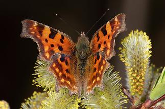 Polygonia c-album - C-Falter, Falter Oberseite (3)