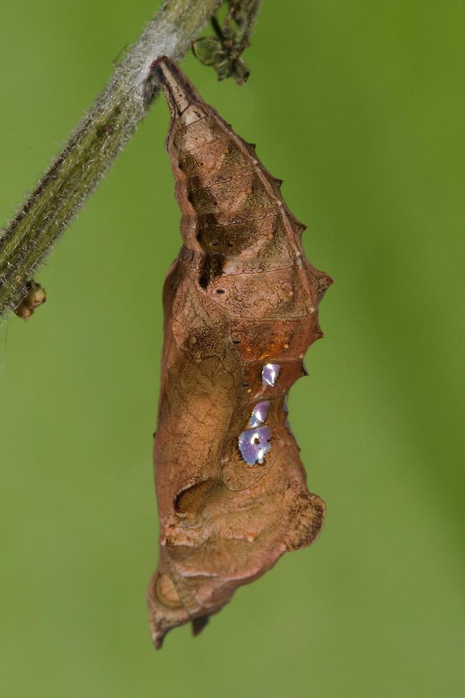 Polygonia c-album - C-Falter, Puppe