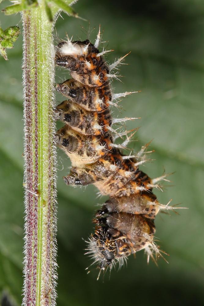 Polygonia c-album - C-Falter, Raupe hängt in der Gespinstverankerung