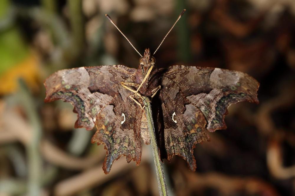 Polygonia c-album - C-Falter, Unterseite