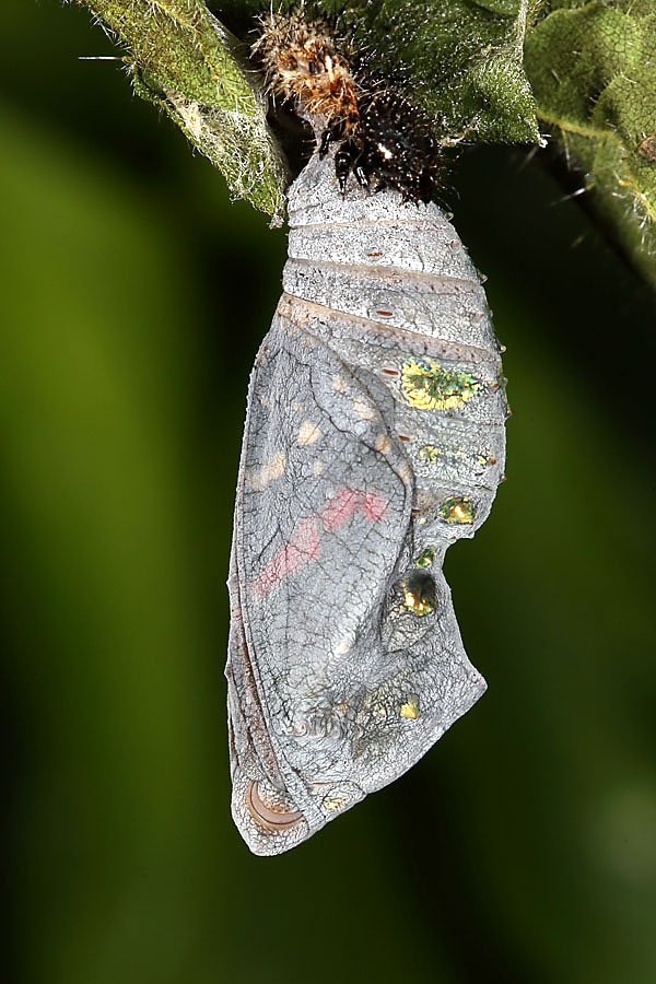 Vanessa atalanta - Admiral, Puppe mit durchscheinendem Falter