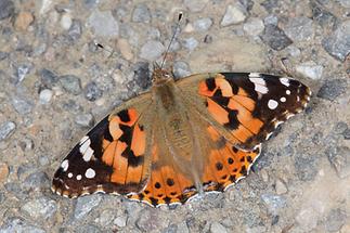 Vanessa cardui - Distelfalter, Falter Oberseite