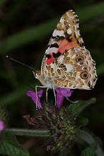 Vanessa cardui - Distelfalter, Falter Unterseite