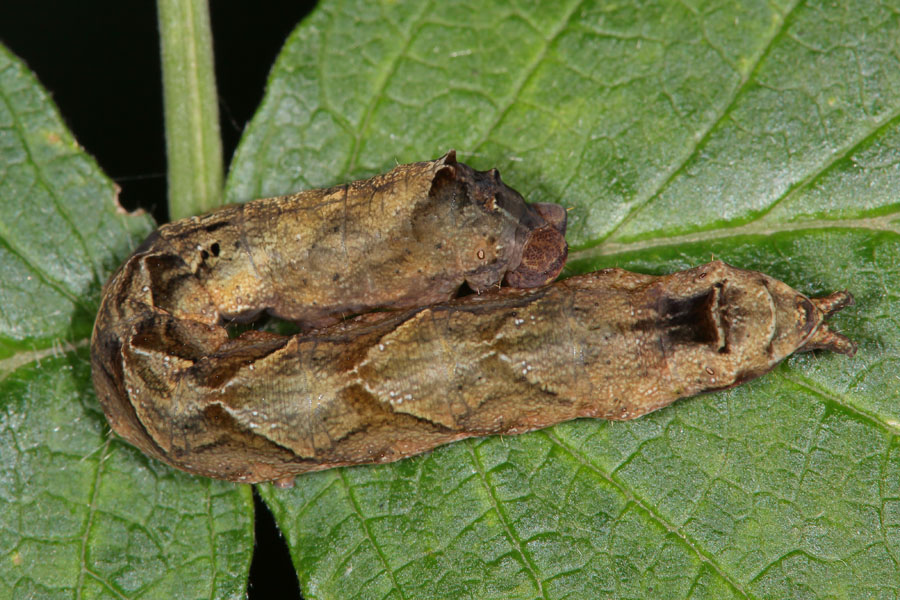 Thyatira batis - Rosen-Eulenspinner, Raupe