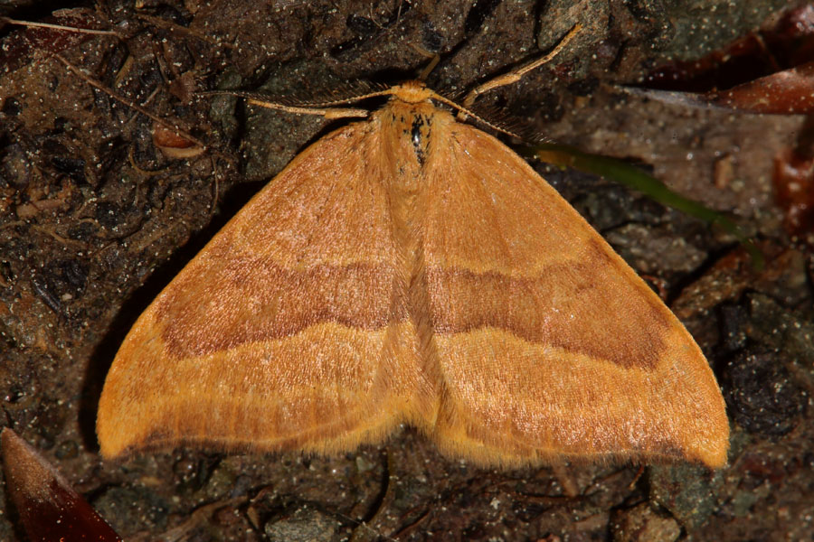 Watsonalla cultraria - Buchen-Sichelflügler