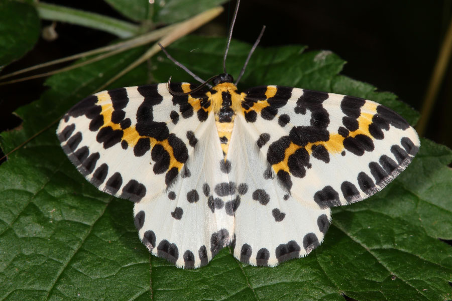 Abraxas grossulariata - Stachelbeer-Harlekin