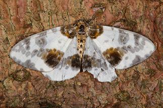 Abraxas sylvata - Ulmen-Harlekin