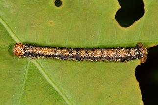 Agriopis aurantiaria - Orangegelber Breitflügelspanner, Raupe