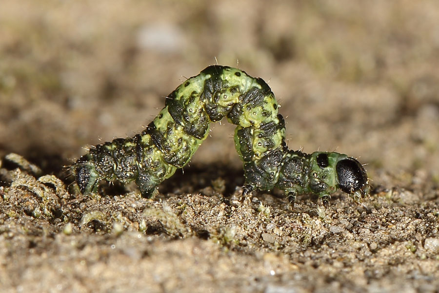 Agriopis leucophaearia - Weißgrauer Breitflügelspanner, Raupe