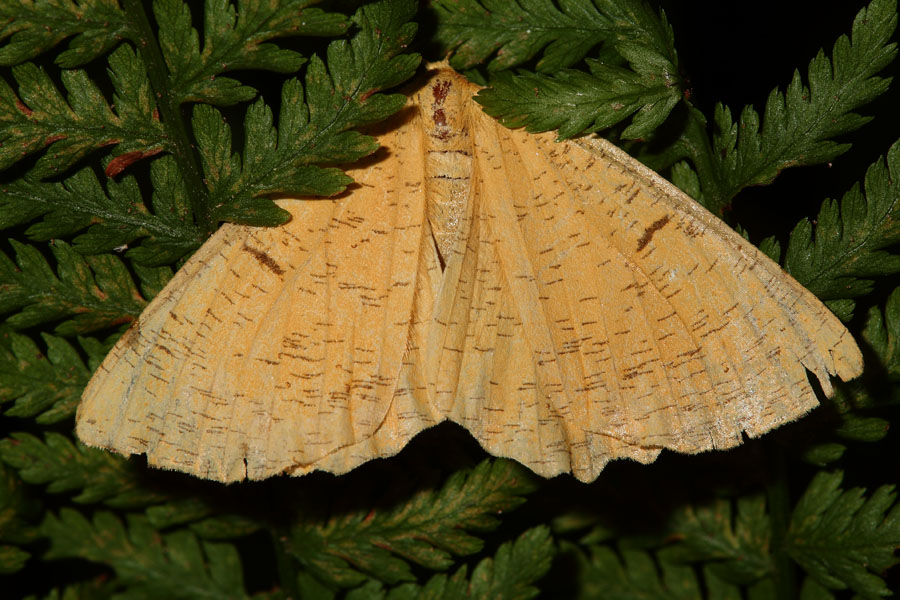 Angerona prunaria - Schlehenspanner