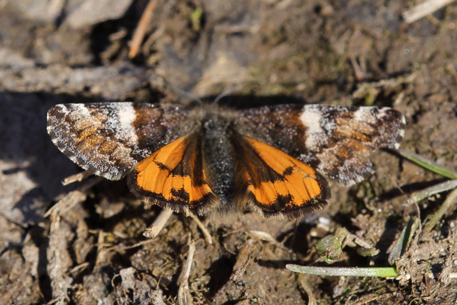 Archiearis parthenias - Birken-Jungfernkind