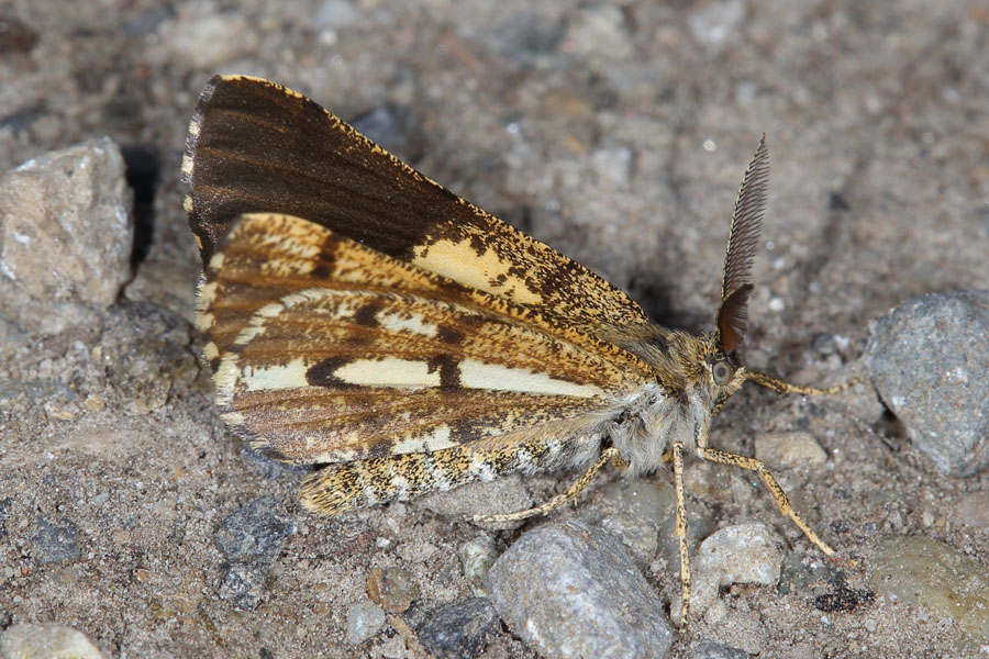 Bupalus piniaria - Kiefernspanner, Männchen