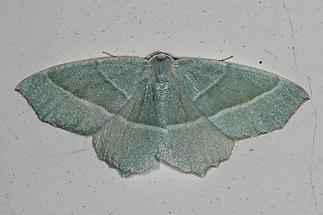 Campaea margaritata - Perlglanzspanner