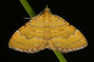 Camptogramma bilineata - Ockergelber Blattspanner (1)