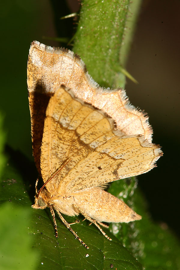 Cepphis advenaria - Zackensaum-Heidelbeerspanner