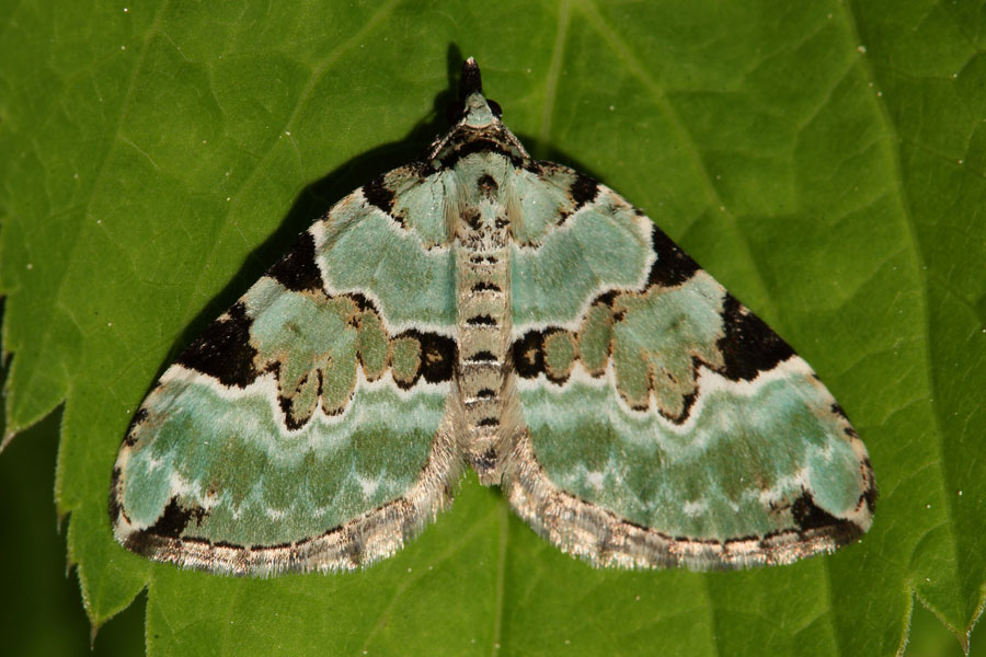 Colostygia pectinataria - Prachtgrüner Bindenspanner